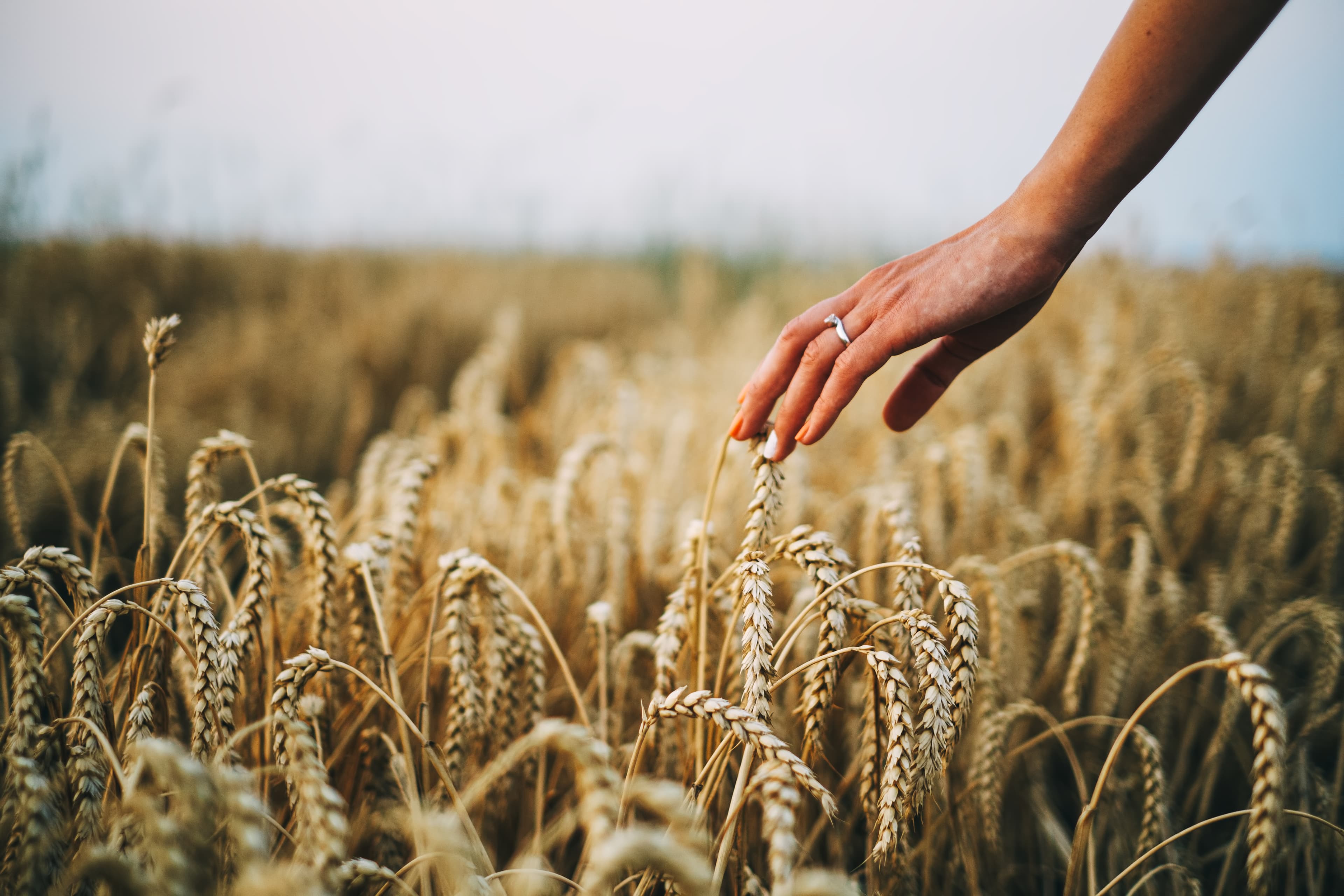 Hand touching wheat crops