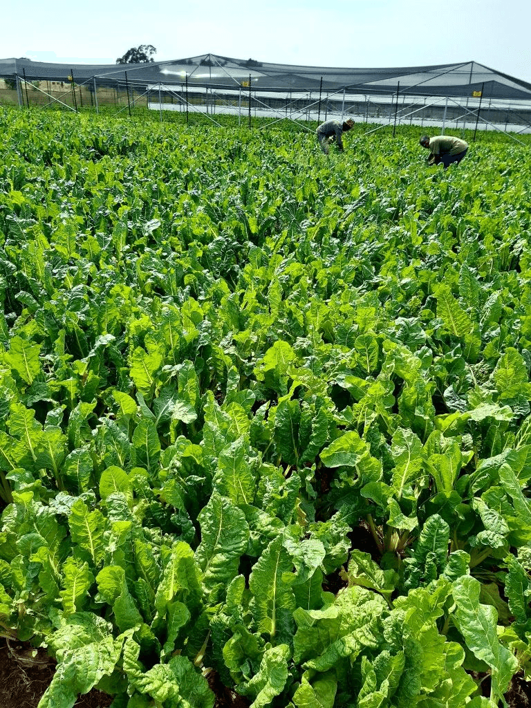Organic Spinach